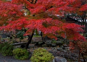 Takayama-Maple In Park 11-0964